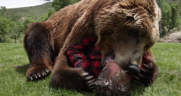 Polar Bear Eats Dog Youtube Polar Bear Eats Dog Youtube